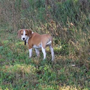 Meet your Posher, Dale